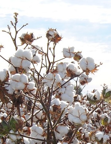 Le coton est la matière première des produits Pilleasy